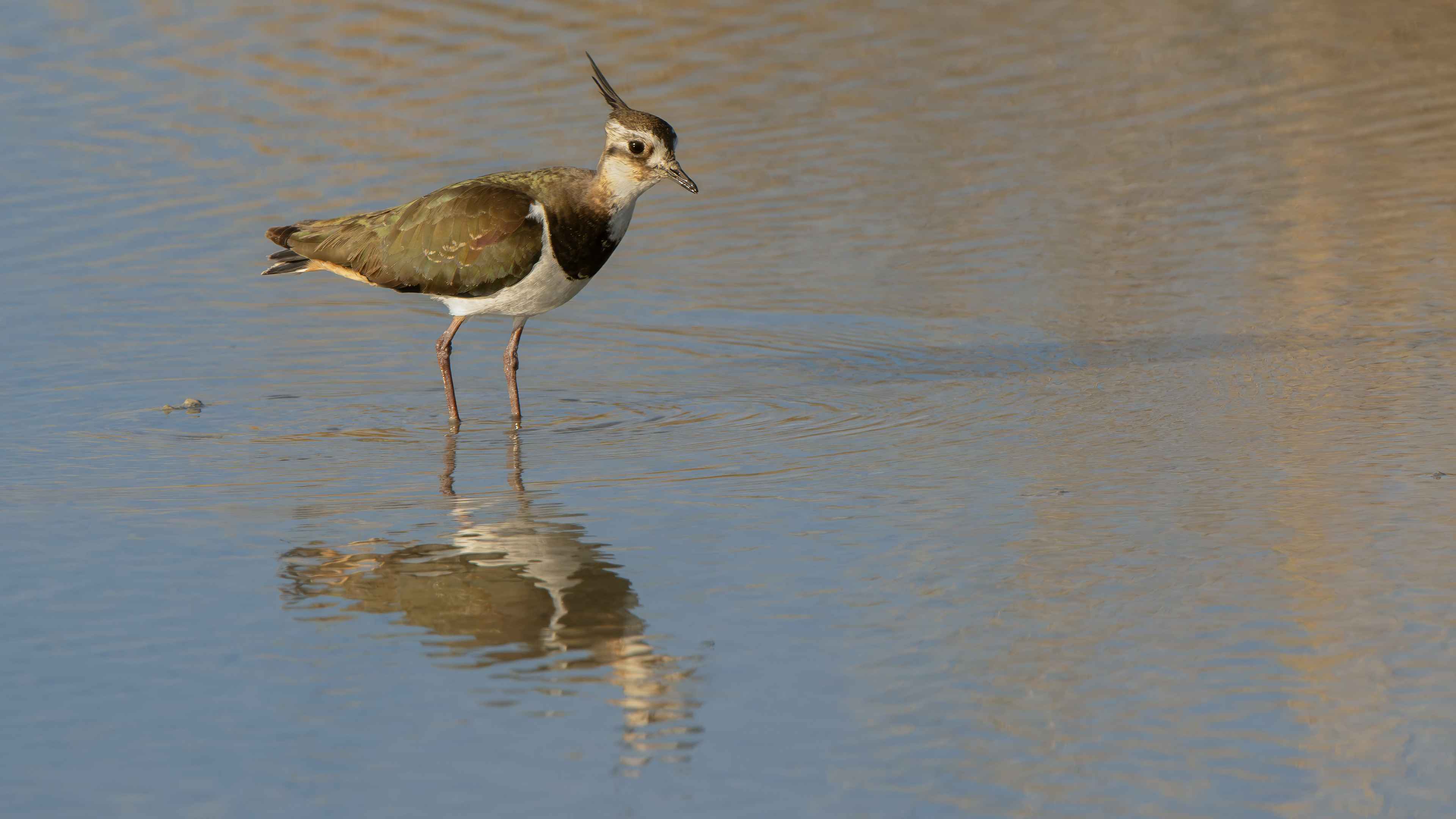 Northern Lapwing